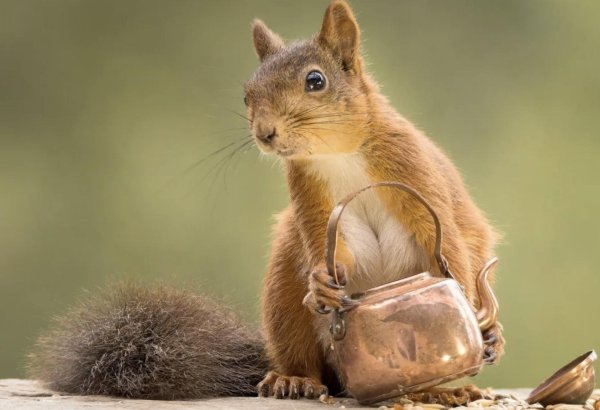 прикольная белка