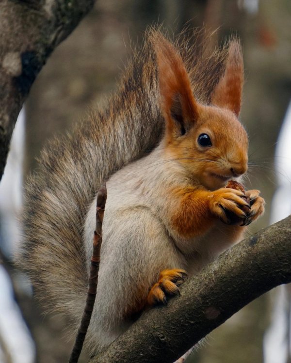 телеутка белка