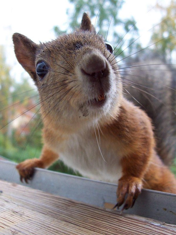 бешеная белка