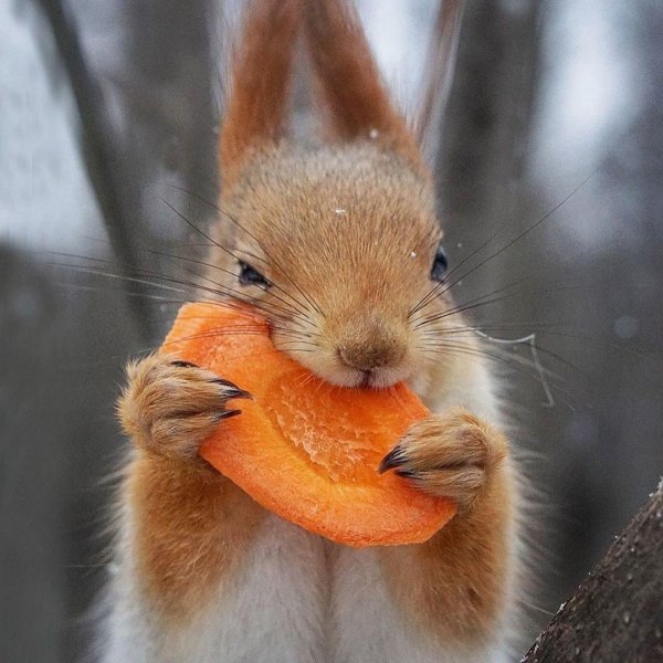 милые белки