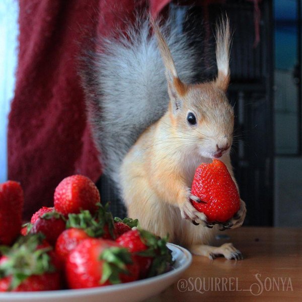 радужная белка