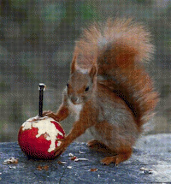 прикольная белка