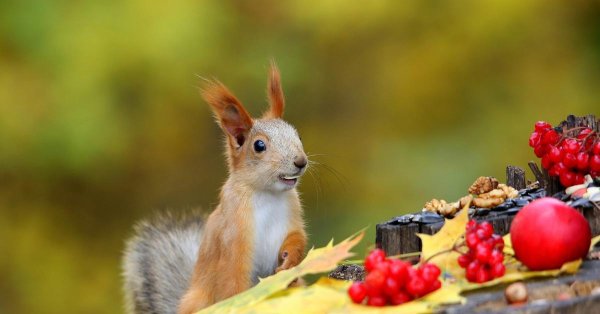 животные осень