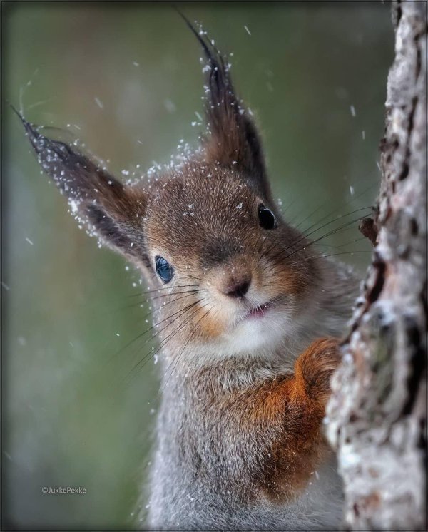 зимние белки