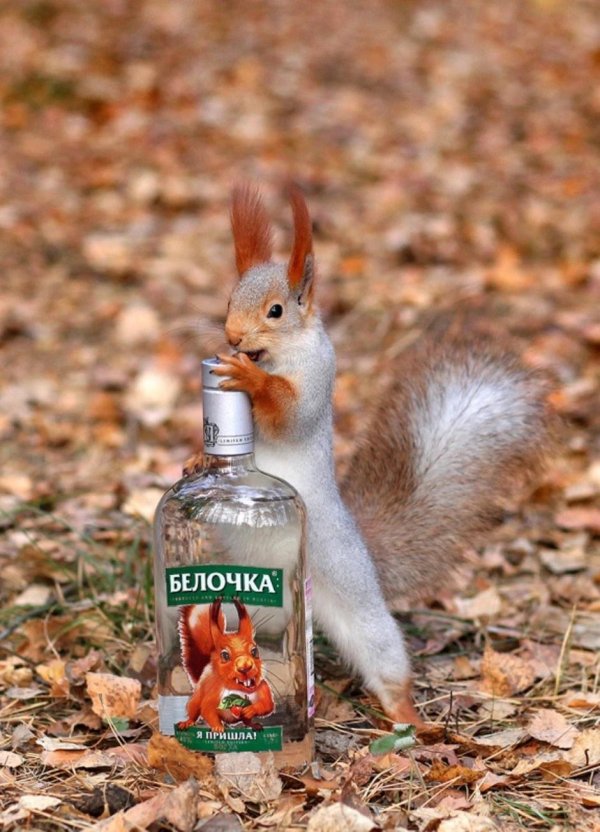 пришла белочка