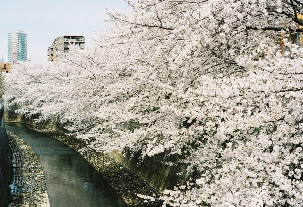 белая сакура