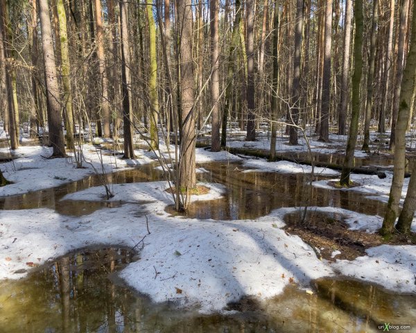 весенний лес