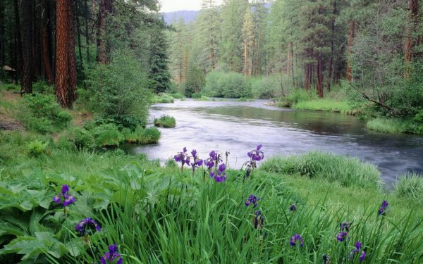 картина лесное озеро