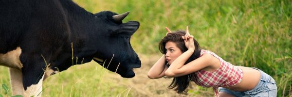 корова телка