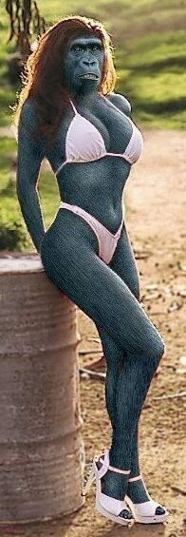 сиси обезьяны