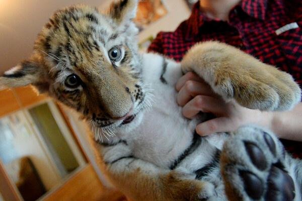 раненый тигренок