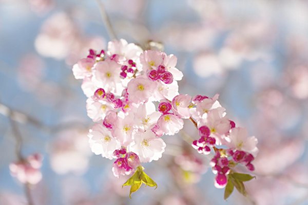 вишни в цвету