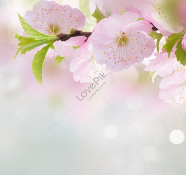 цветочные фоны