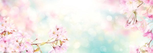 цветочные фоны