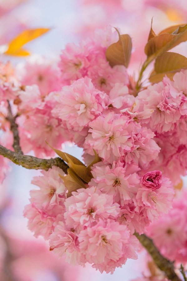 сакура весной