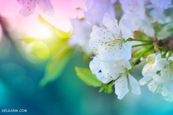 весенние фоны