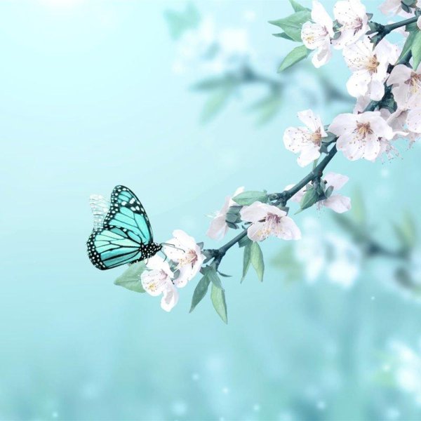 цветок и бабочка