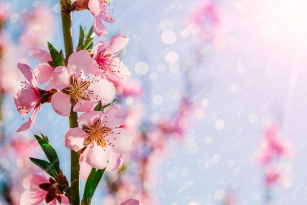 цветение персика