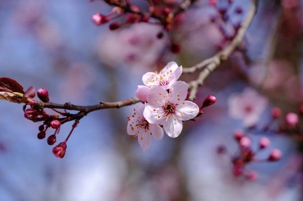 вишня весной