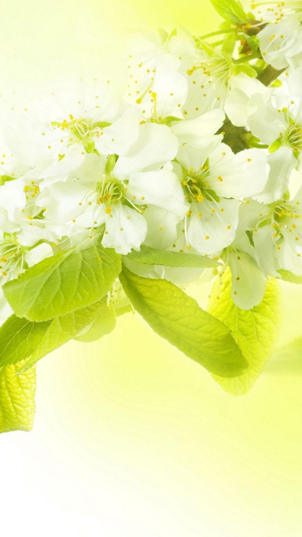 весенние цветы