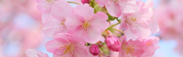 черри блоссом цветок