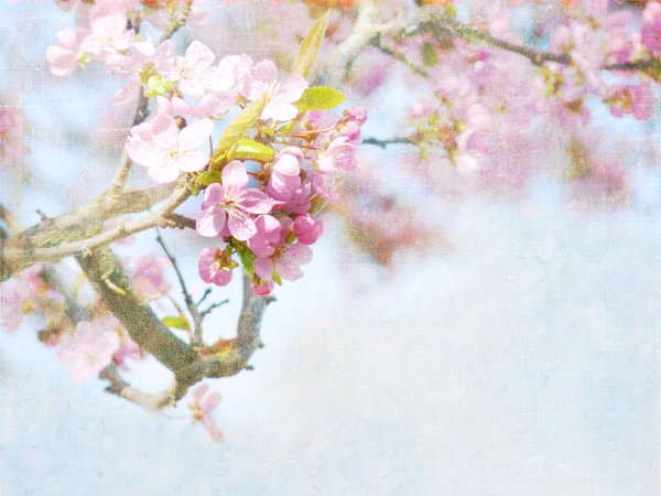 черри блоссом