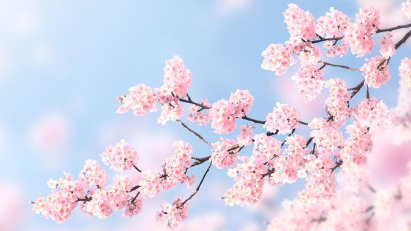 розовые цветы сакуры