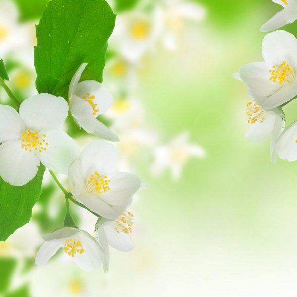 чубушник яблоневый цвет