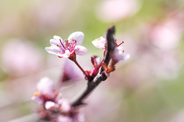 ветка цветущей вишни