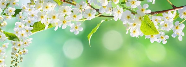 весенние фоны