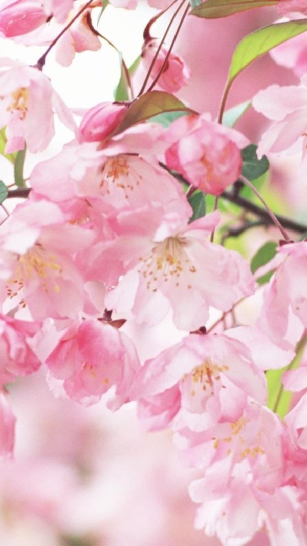 черри блоссом