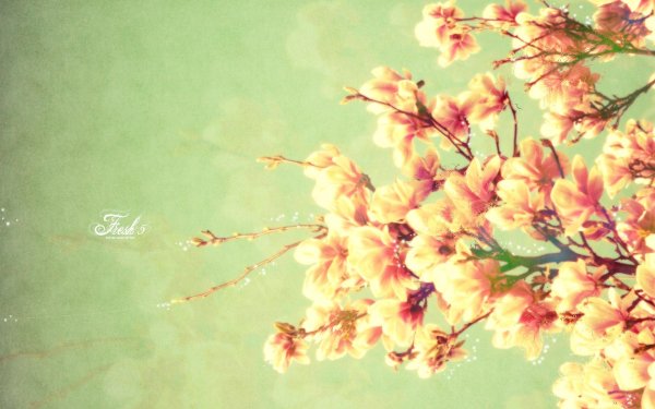 обои с цветами