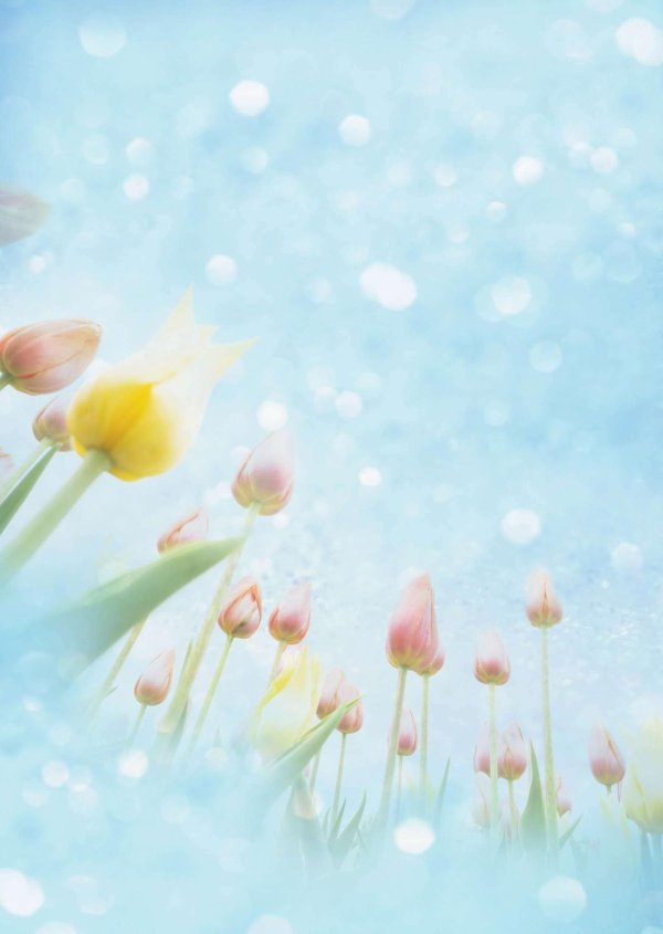 цветочные фоны