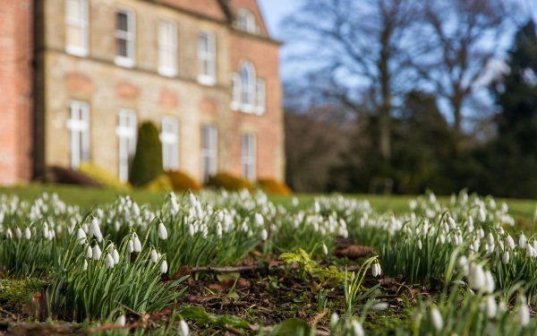 подснежники графства глочестершир