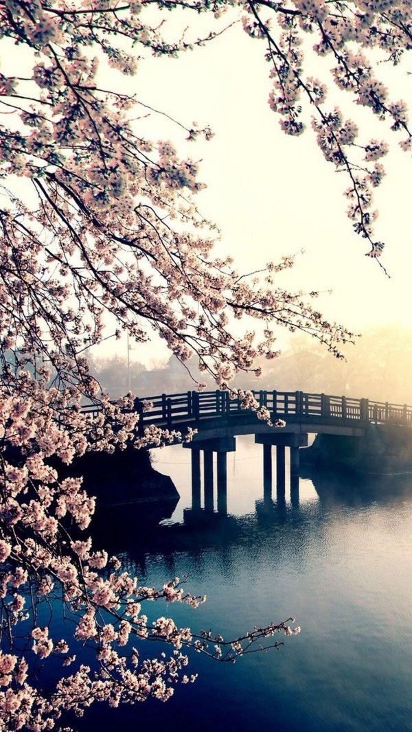 цветение сакуры