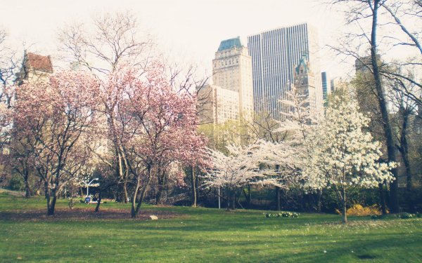 централ парк ньюйорк весной
