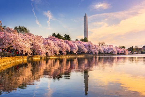 springtime in washington