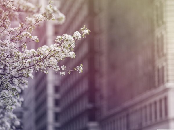 весенний фон