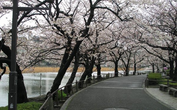 цветение сакуры