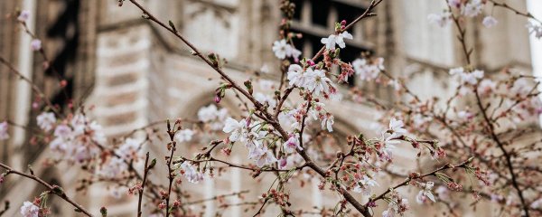 цветет миндаль