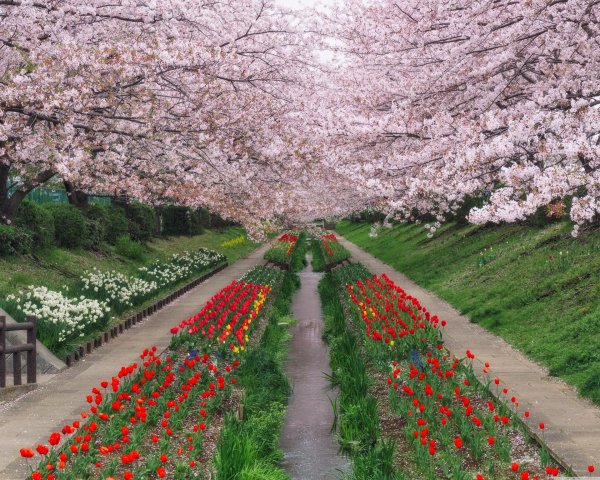 йокогама япония цветение сакуры