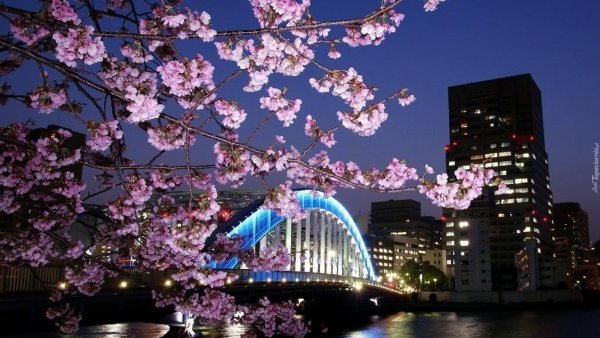cherry blossoms in tokyo