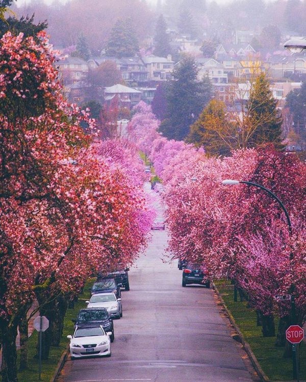 cherry blossom season
