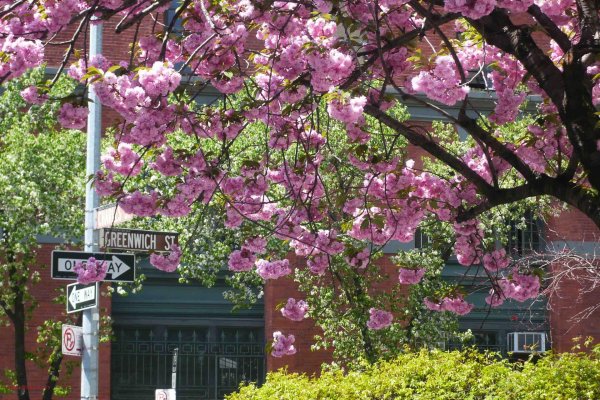 цветение сакуры