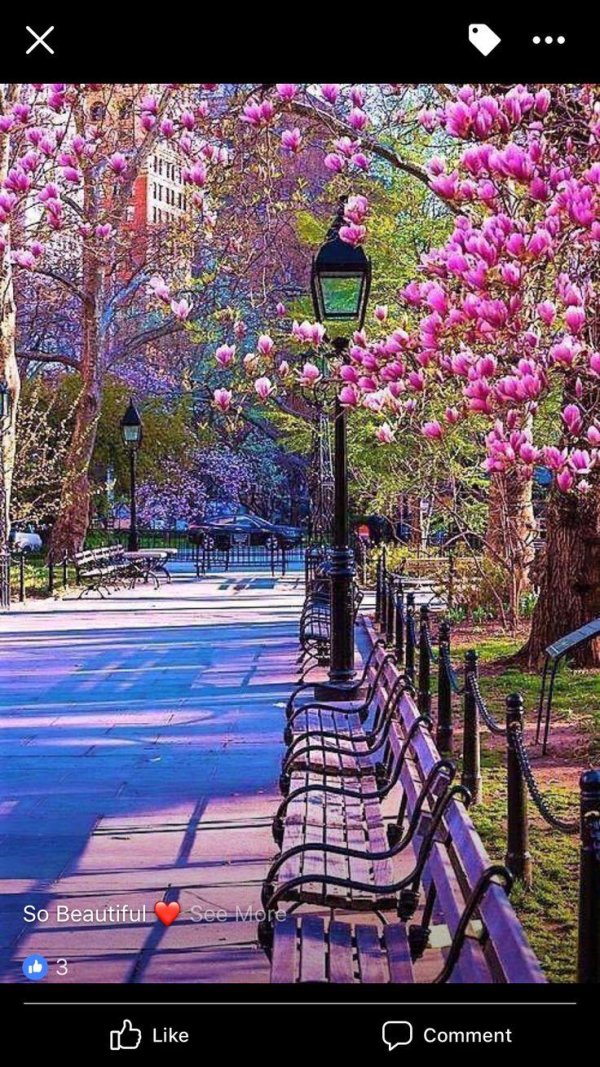 магнолии суланжа