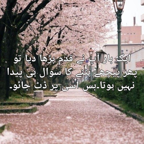 sakura cherry blossom