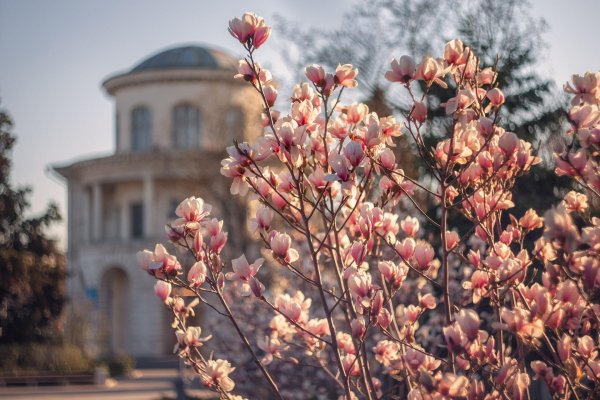 магнолия севастополь