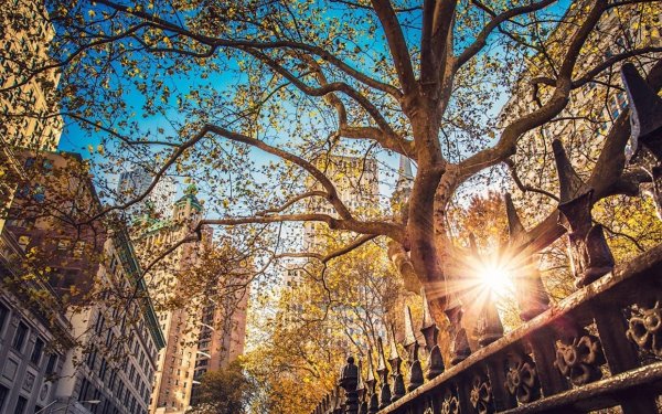 ньюйорк улицы осенью