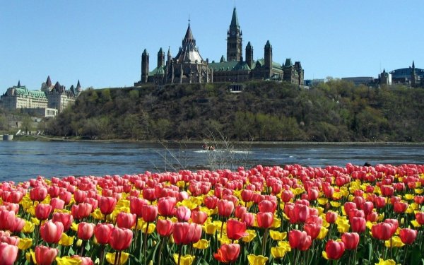 канада tulip city