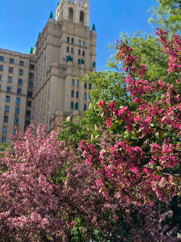 кудринская площадь яблони